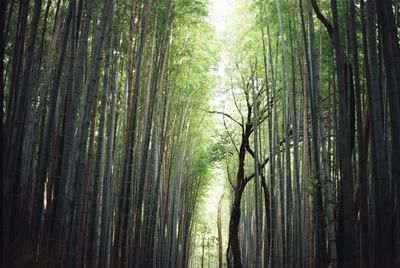 Bamboo trees in forest