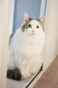 White cat sitting of floor peeking out of a room