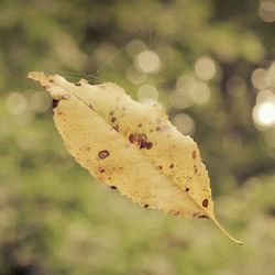 Close up of leaves