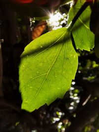 Close-up of raindrops on leaves