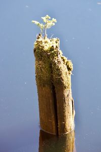 Close-up of plant against blue sky