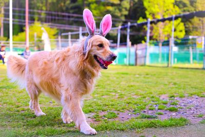 View of a dog looking away on field