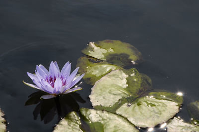 Close-up of lotus water lily in pond