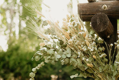 Close-up of white flowering plant