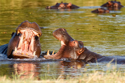 Hippopotamus swimming in lake