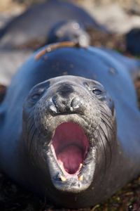 Close-up of an animal