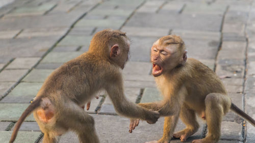 The macaque monkeys of monkey hill, phuket.