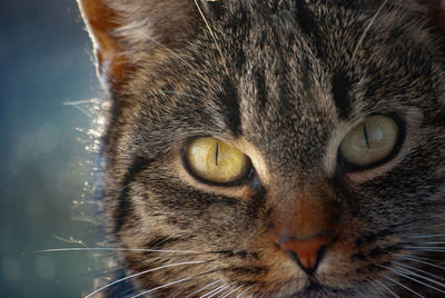 Close-up portrait of a cat