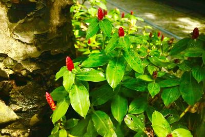 Plants growing on a tree