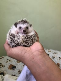 Close-up of hand holding owl