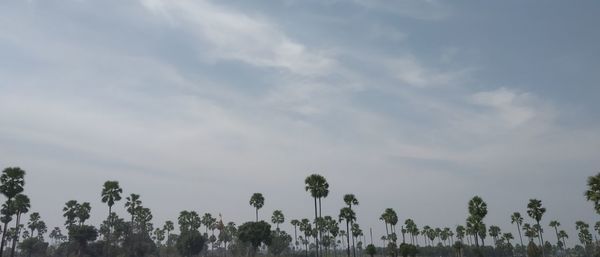 Low angle view of trees against sky