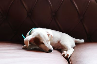 Close-up of a dog resting on sofa