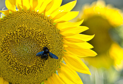 Close-up of honey bee on sunflower