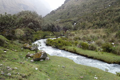 Scenic view of river stream amidst trees in forest