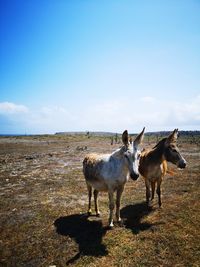 Horses standing in a field