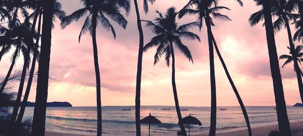 Silhouette of palm trees on beach