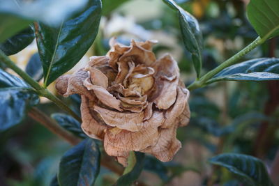 Close-up of rose blooming outdoors