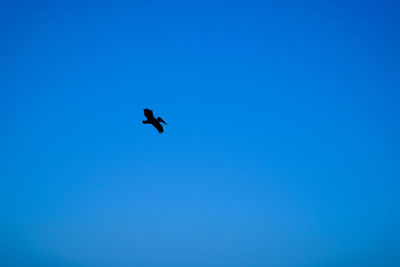 Low angle view of bird flying in sky