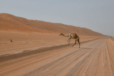 Full length of camel walking in desert against clear sky