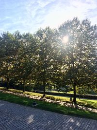 Trees against sky