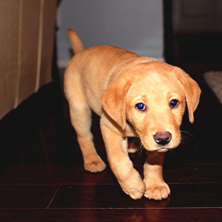 dog, indoors, pets, domestic animals, animal themes, one animal, mammal, portrait, looking at camera, home interior, sitting, relaxation, flooring, cute, brown, puppy, close-up, lying down, home, floor