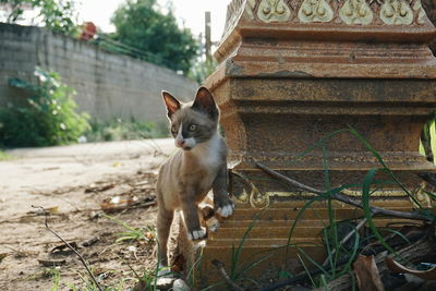 Cat looking away