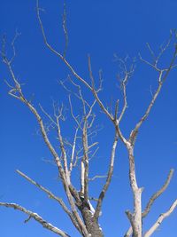 Low angle view of bare tree against clear blue sky