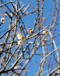 Low angle view of cherry blossoms