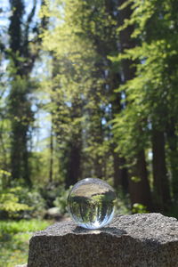 Close-up of crystal ball on tree trunk in forest