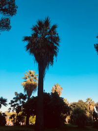 Low angle view of palm trees against clear blue sky