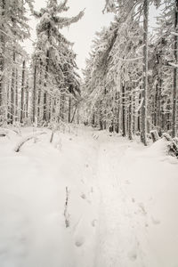 Trees on snow covered field