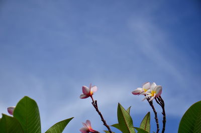 Low angle view of flowering plants against blue sky