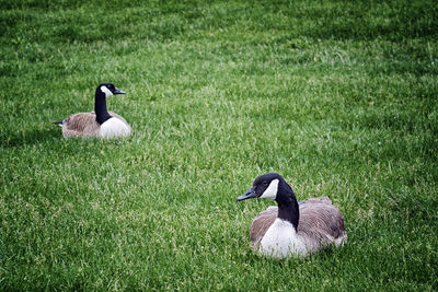 Duck on field by lake