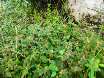 High angle view of plants growing on field