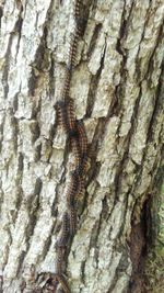 Close-up of lizard on tree trunk