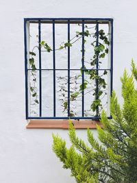 Plants against window of building