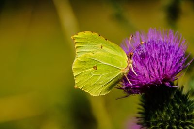 Close-up of purple thistle flower