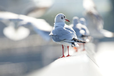 bird