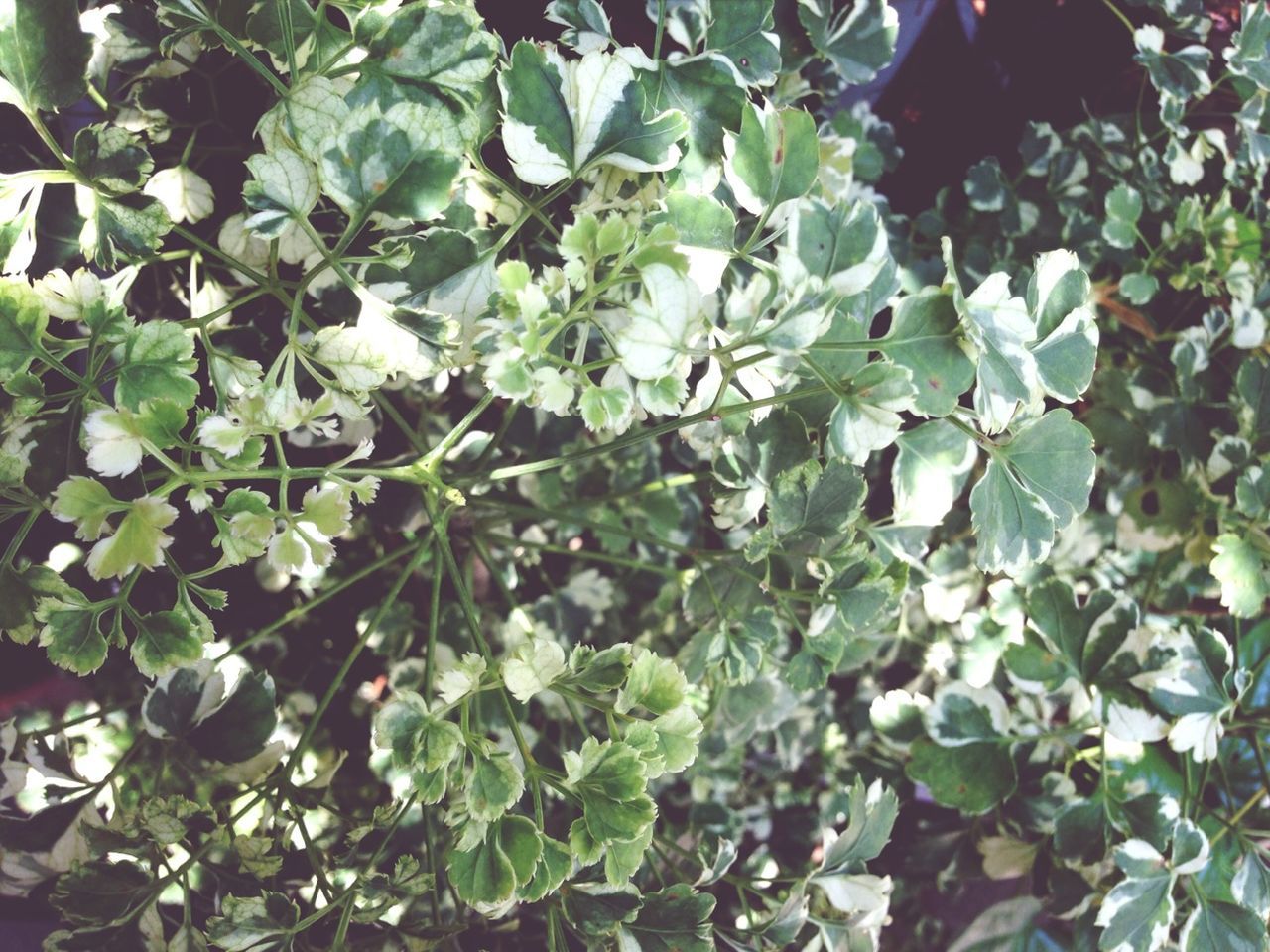 leaf, growth, plant, freshness, green color, nature, flower, beauty in nature, high angle view, fragility, white color, close-up, full frame, day, outdoors, growing, backgrounds, no people, green, botany