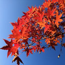 Low angle view of maple tree against sky