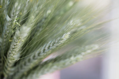 Close-up of plant