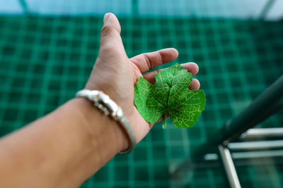 Close-up of hand holding leaves in swimming pool