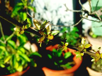 Close-up of flowering plant with leaves