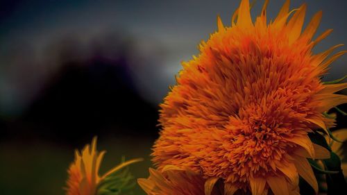 Close-up of orange flower growing on plant