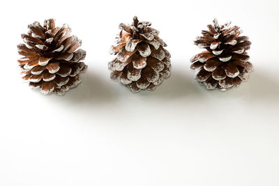 Close-up of flowers over white background