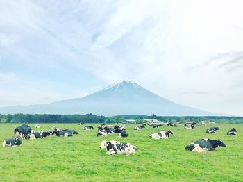 Cows on grassy field