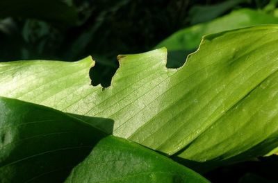 Close-up of green leaves