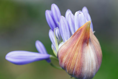 Close-up of purple flowering plant