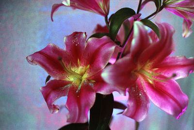 Close-up of flower blooming outdoors