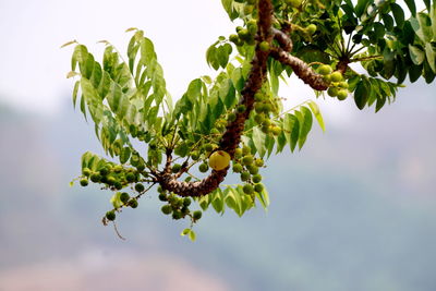 Close-up of star gooseberry growing on tree against sky